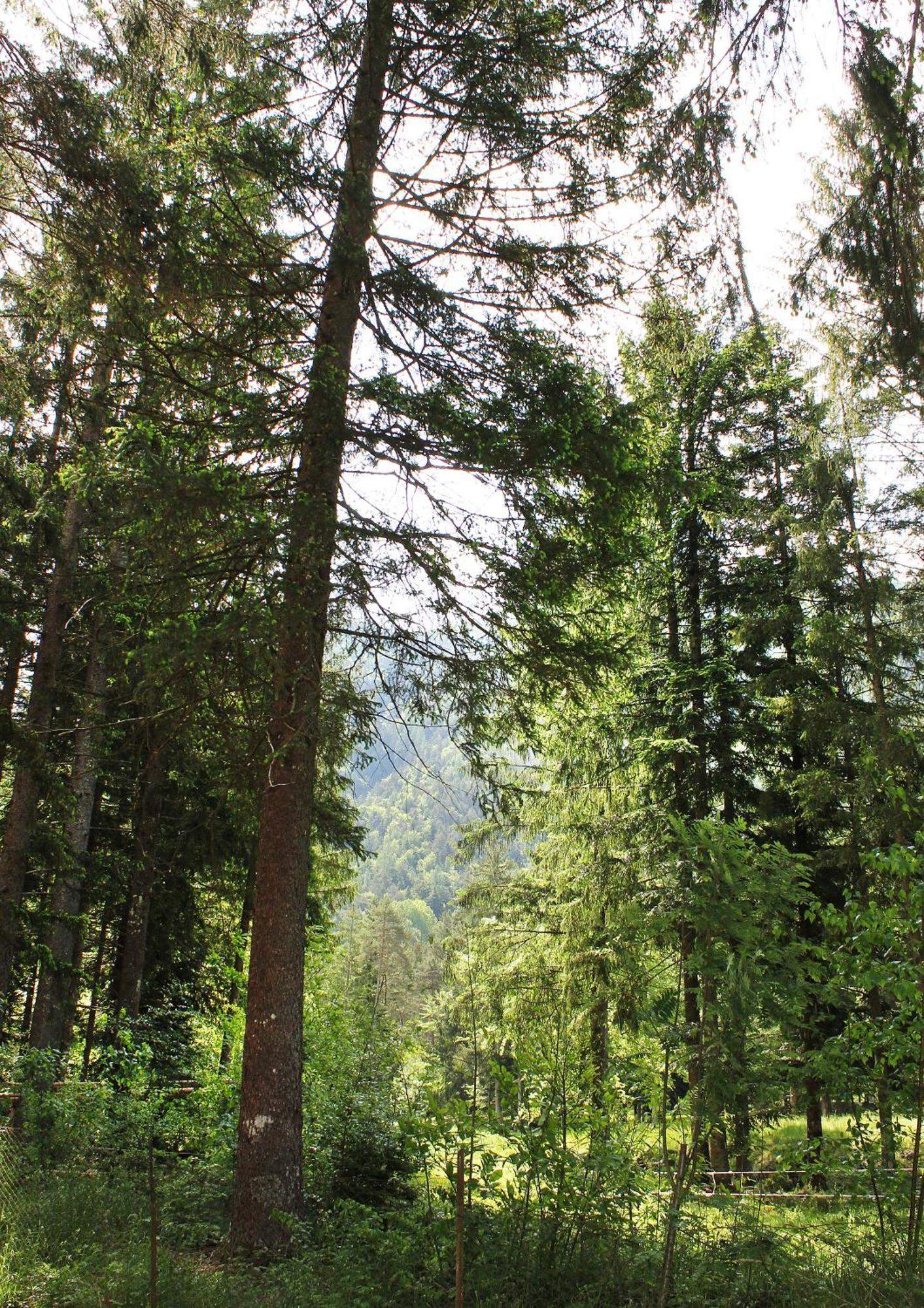 Camping La Pineta サンタ・マリア・マッジョーレ エクステリア 写真